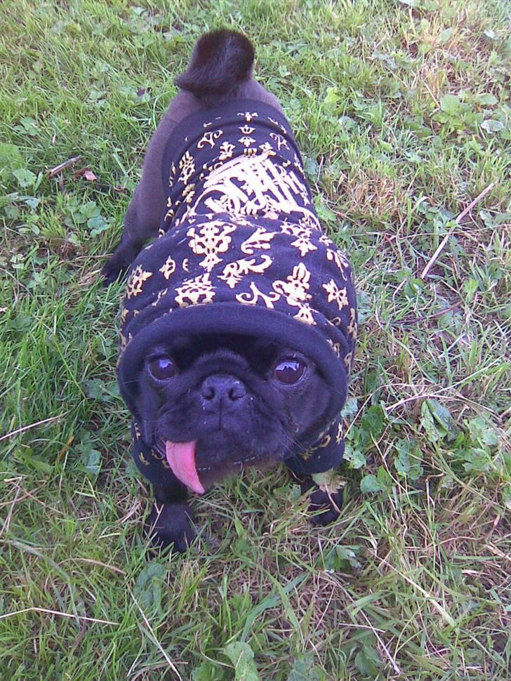 Mops Knekket <3 billede 2