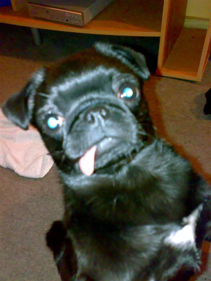 Mops Knekket <3 billede 3