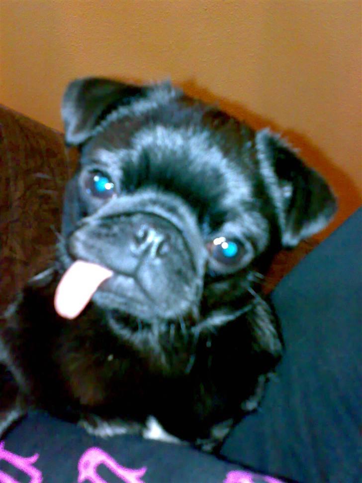 Mops Knekket <3 billede 4