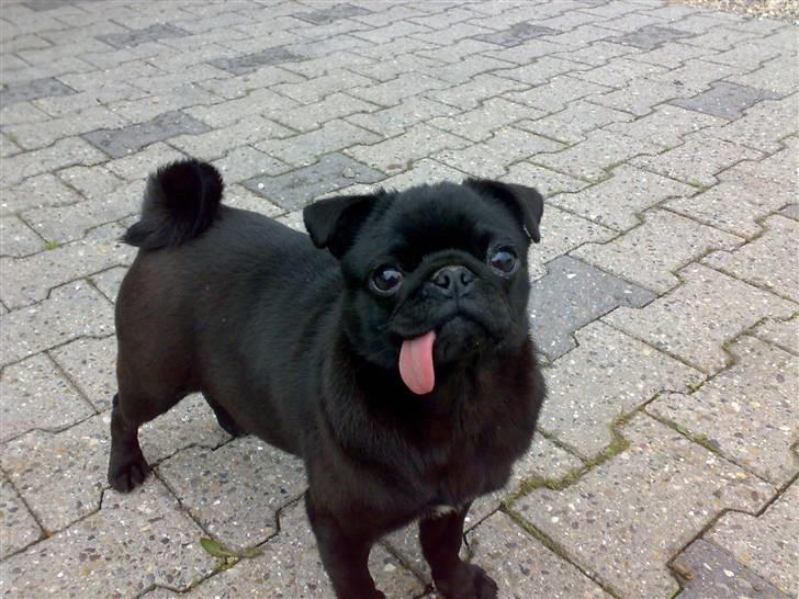 Mops Knekket <3 billede 5