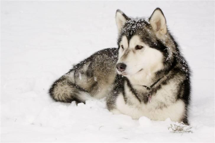 Alaskan malamute Atka billede 2