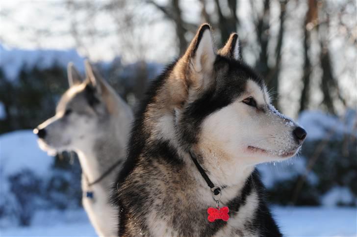 Alaskan malamute Atka billede 3