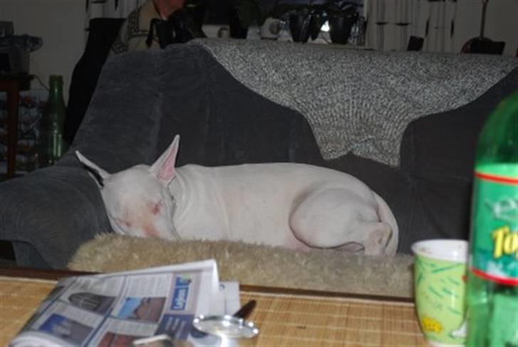 Bullterrier Ea - Her ser vi så en hund der aldrig ligger i sofaen billede 6