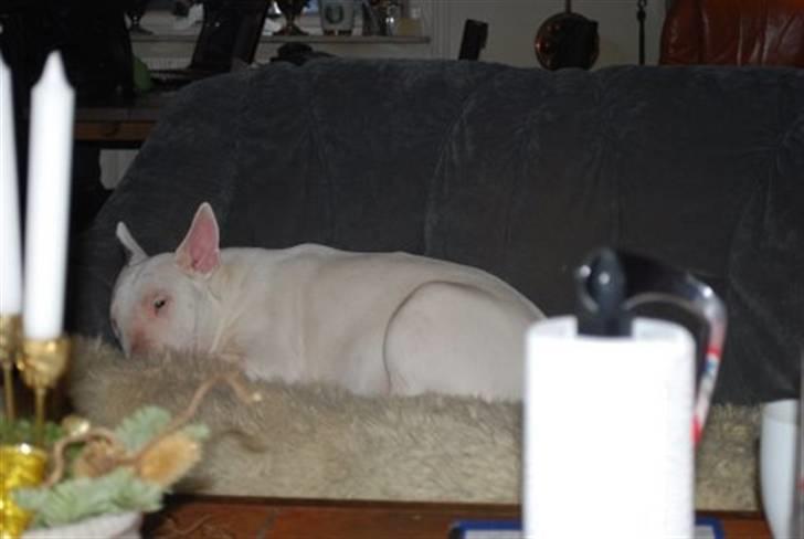 Bullterrier Ea - Kan kun sige, ligger aldrig i sofaen...hmmm...not billede 7