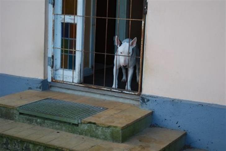 Bullterrier Ea - Ja, det er så her jeg bestemmer...Tror jeg nok billede 8