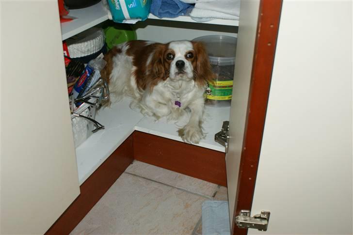 Cavalier king charles spaniel Pepsi billede 16