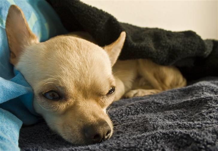 Chihuahua Milou - Av av kastreret og meget træt efter narkosen :) billede 8