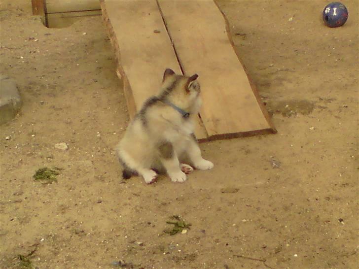 Alaskan malamute mico - 7 uger billede 1