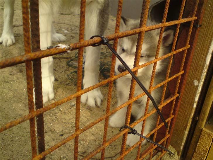 Alaskan malamute mico billede 2