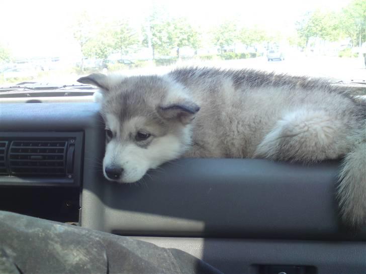 Alaskan malamute mico billede 3