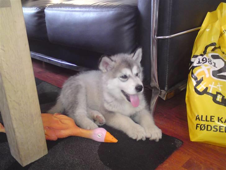 Alaskan malamute mico - 10 uger billede 4