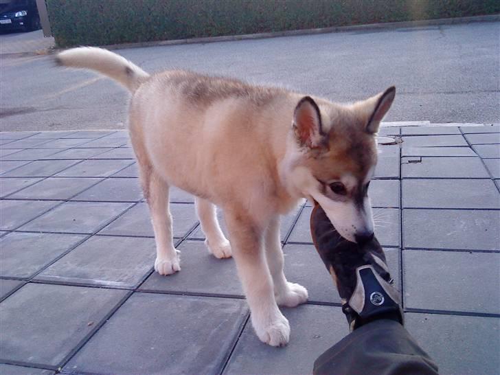 Alaskan malamute mico billede 5