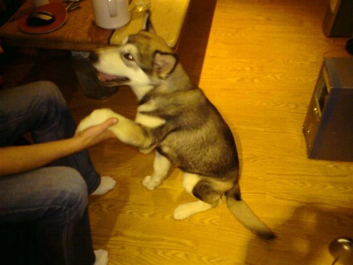 Alaskan malamute mico billede 6