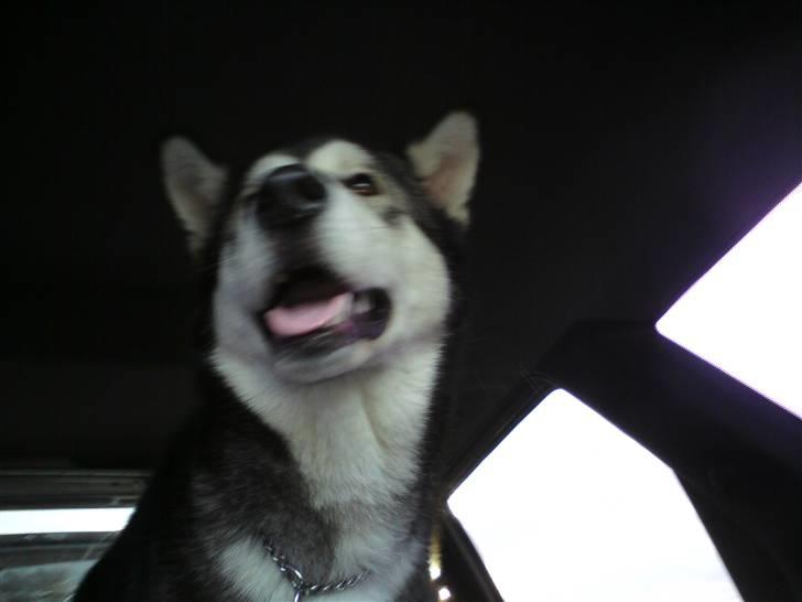 Alaskan malamute mico - 8 måneder billede 8