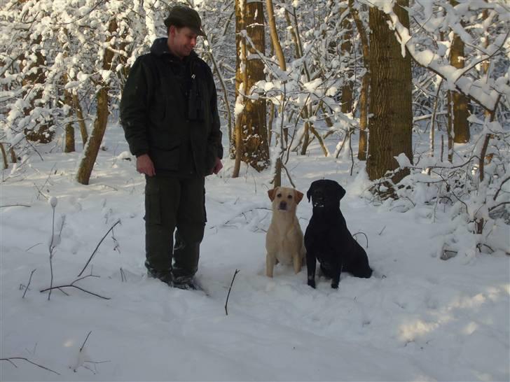 Labrador retriever Demsey - Vintervejr billede 6