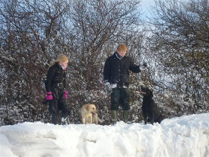Labrador retriever Demsey billede 7