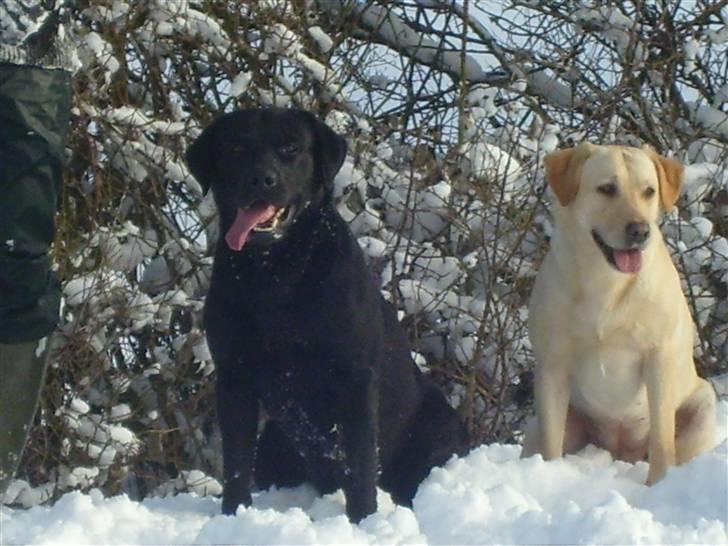Labrador retriever Demsey - Demset og Mille billede 8