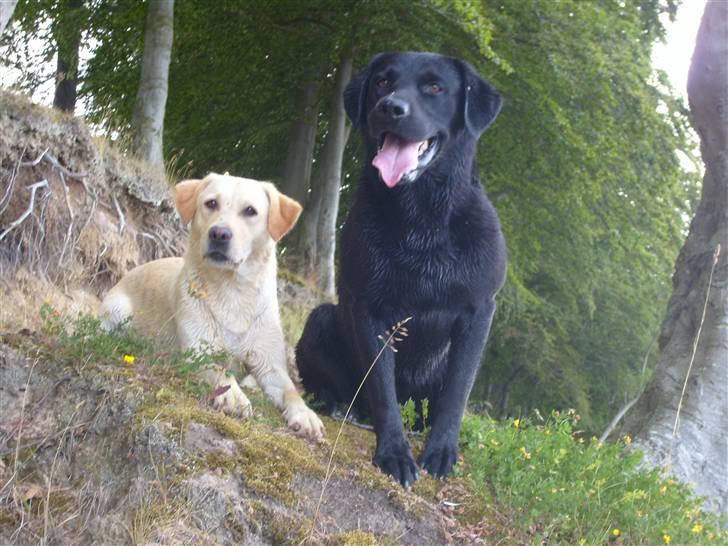 Labrador retriever Demsey - Mille og Demsey billede 9