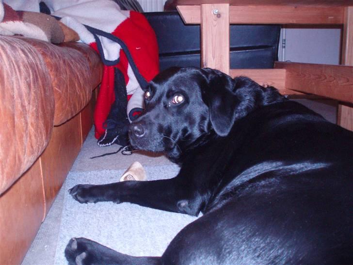 Labrador retriever Molli :D <3 billede 1