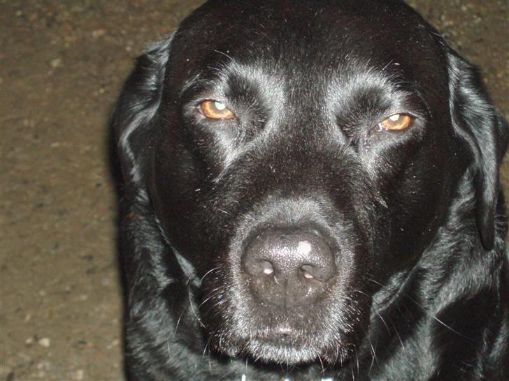 Labrador retriever Molli :D <3 billede 2