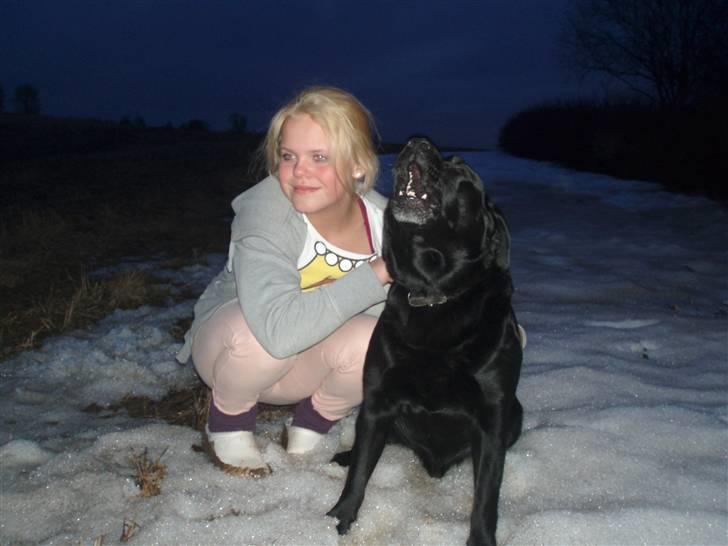 Labrador retriever Molli :D <3 billede 3