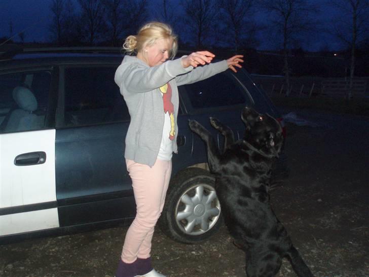 Labrador retriever Molli :D <3 billede 4