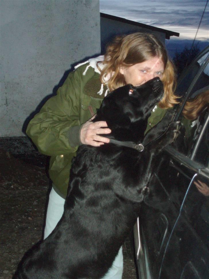 Labrador retriever Molli :D <3 billede 5