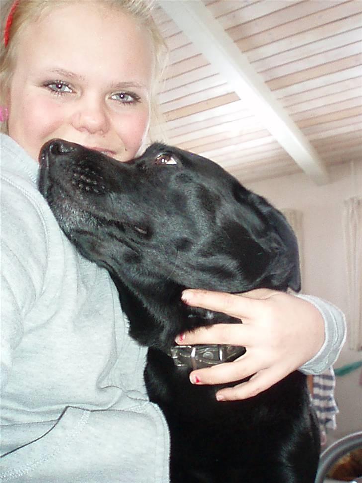 Labrador retriever Molli :D <3 billede 6