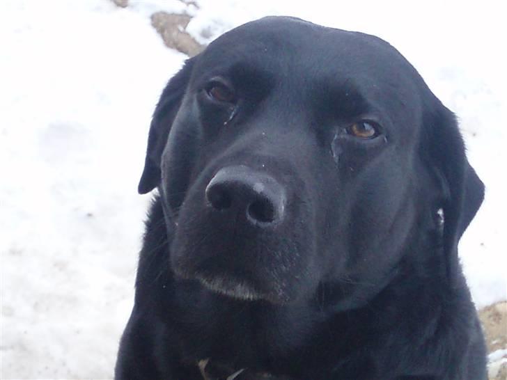 Labrador retriever Molli :D <3 billede 7