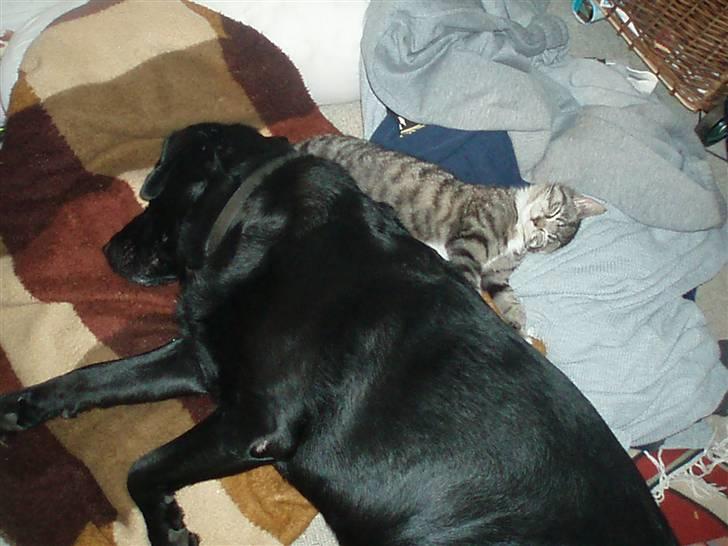 Labrador retriever Molli :D <3 billede 8