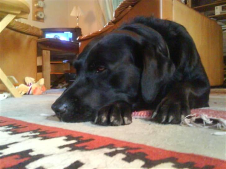 Labrador retriever Molli :D <3 billede 9