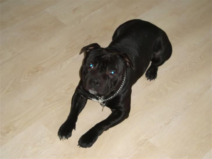 Staffordshire bull terrier Baloo billede 18