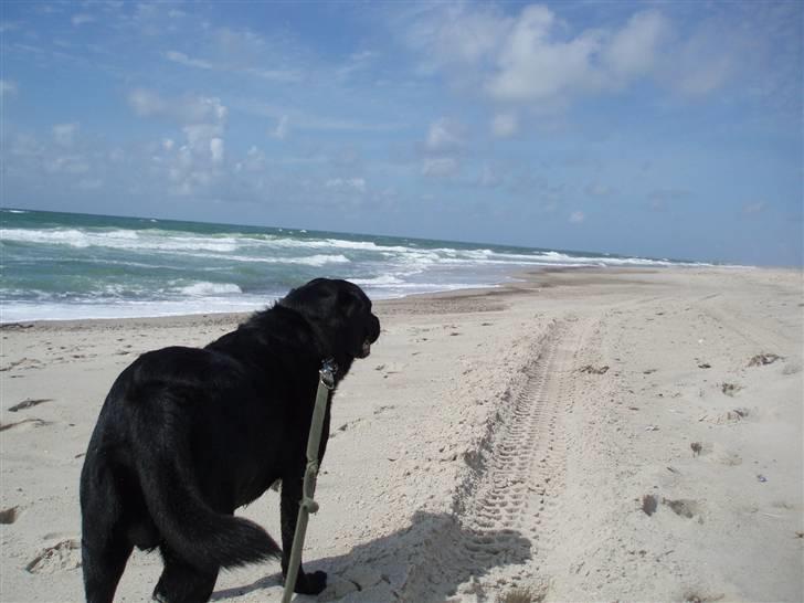 Labrador retriever Molli :D <3 billede 10