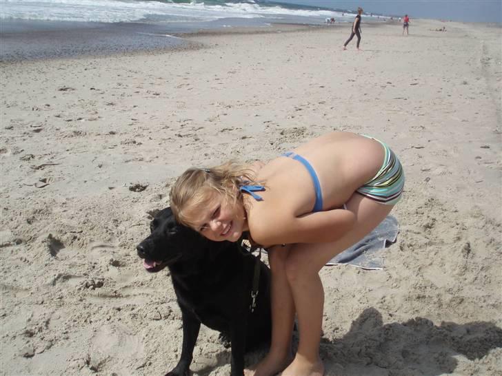 Labrador retriever Molli :D <3 billede 11