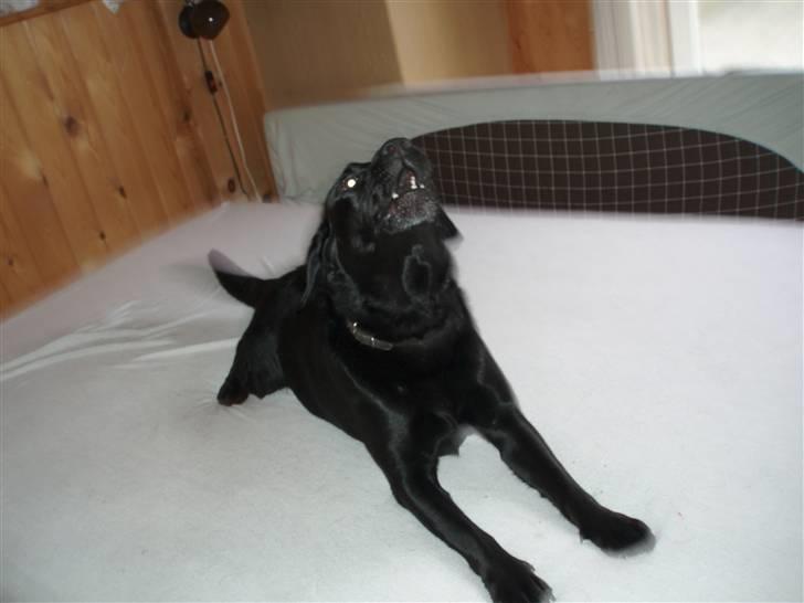 Labrador retriever Molli :D <3 billede 12