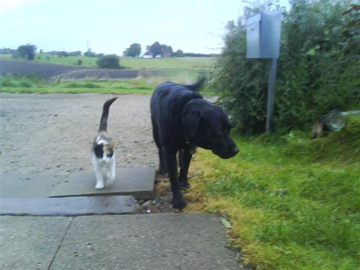 Labrador retriever Molli :D <3 billede 13