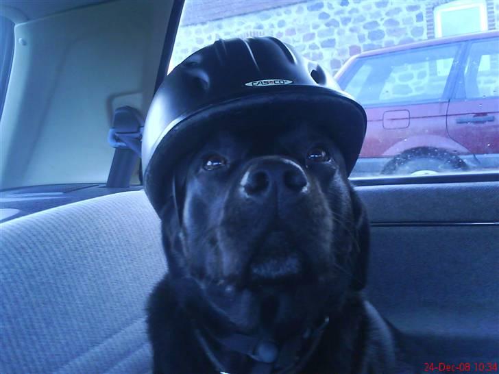 Labrador retriever Molli :D <3 billede 14