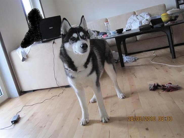 Siberian husky Kato billede 1