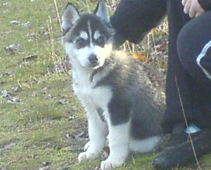 Siberian husky Kato billede 2