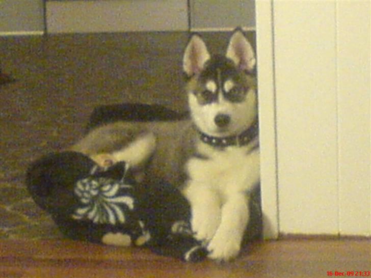 Siberian husky Kato billede 3
