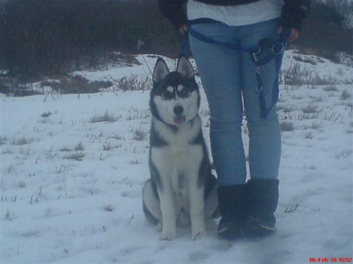 Siberian husky Kato billede 4