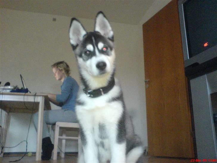 Siberian husky Kato billede 5