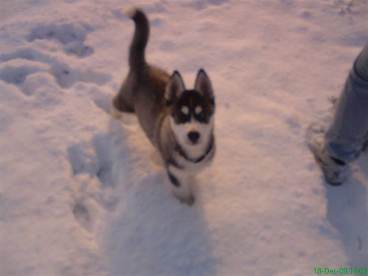 Siberian husky Kato billede 6