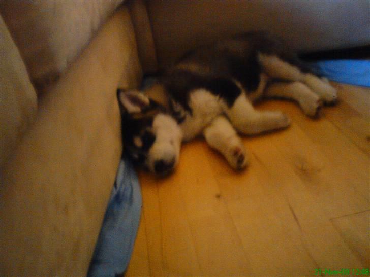 Siberian husky Kato billede 7