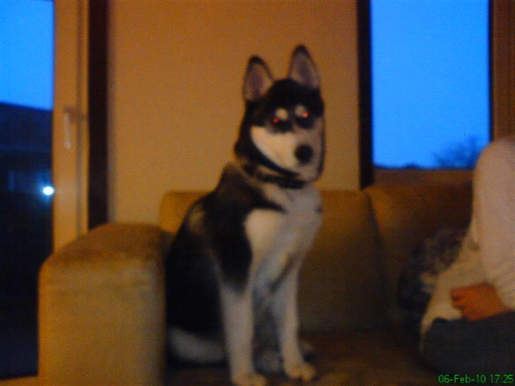 Siberian husky Kato billede 8