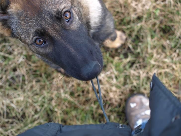 Schæferhund Team Otkjær's Aya billede 1
