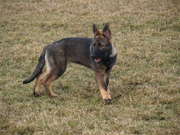 Schæferhund Team Otkjær's Aya billede 2