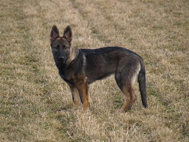 Schæferhund Team Otkjær's Aya billede 3
