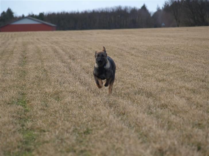 Schæferhund Team Otkjær's Aya - Kommer nu mor... jeg skynder mig alt hvad jeg kan... billede 4