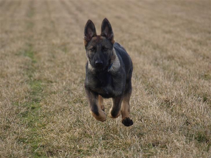 Schæferhund Team Otkjær's Aya billede 5